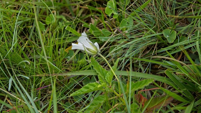 Monsonia grandifolia photo 5