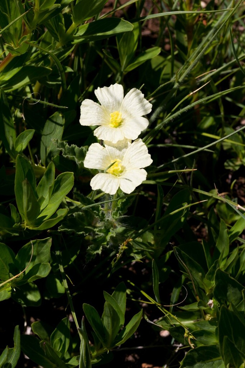Monsonia grandifolia photo 6