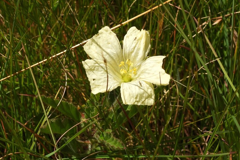 Monsonia grandifolia photo 8
