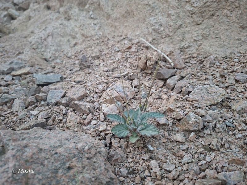 Monsonia heliotropioides