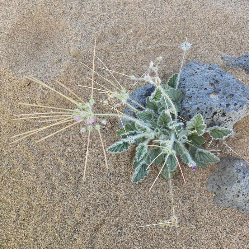 Monsonia heliotropioides photo 2