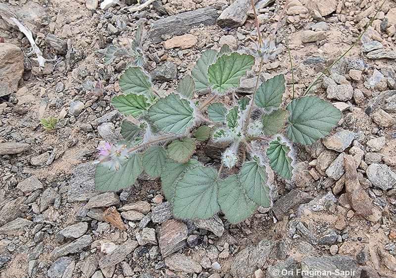 Monsonia heliotropioides photo 3