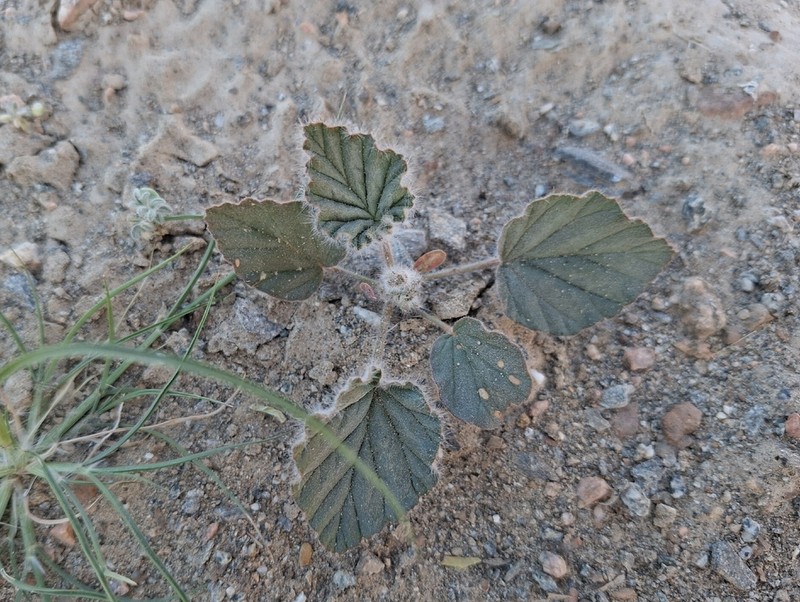 Monsonia heliotropioides photo 4