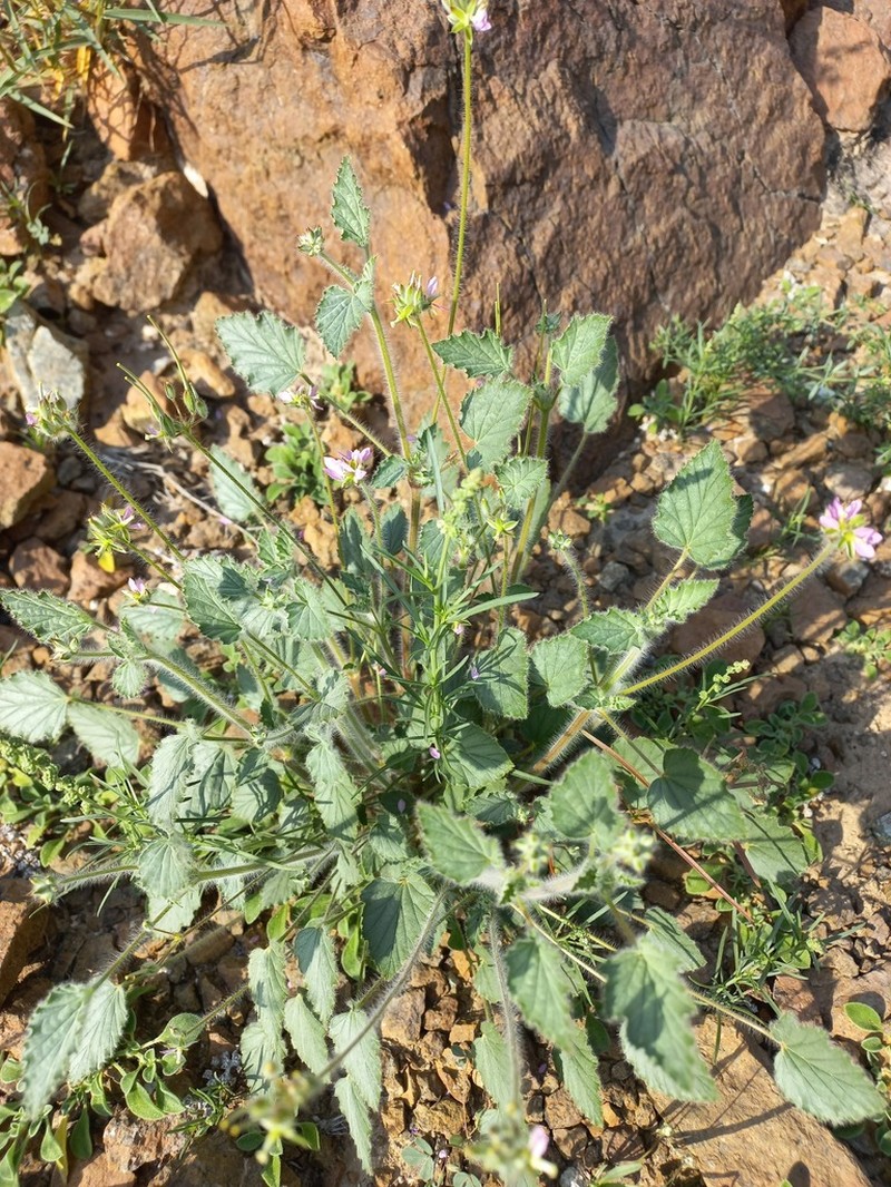 Monsonia heliotropioides photo 5