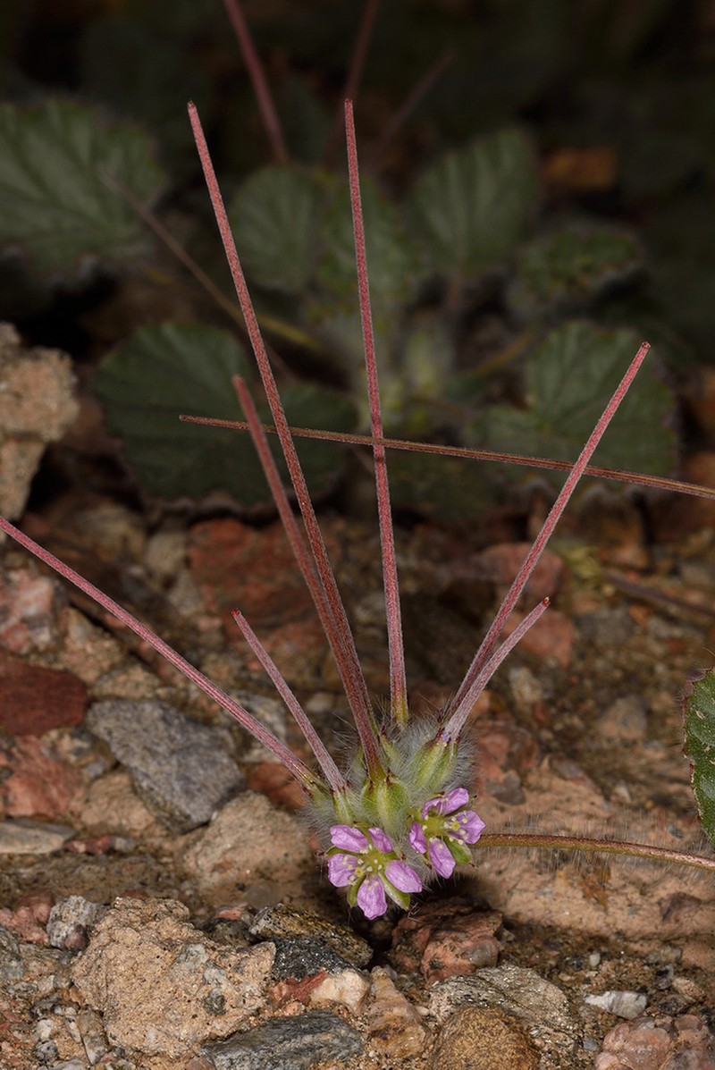 Monsonia heliotropioides photo 6