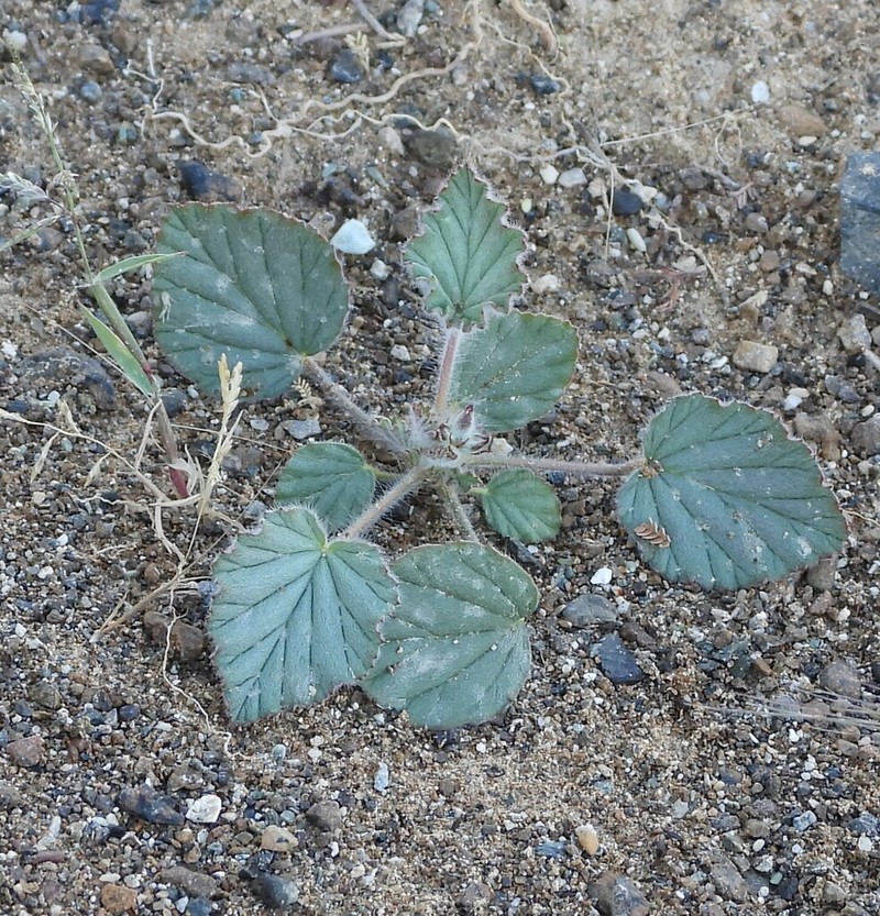 Monsonia heliotropioides photo 8