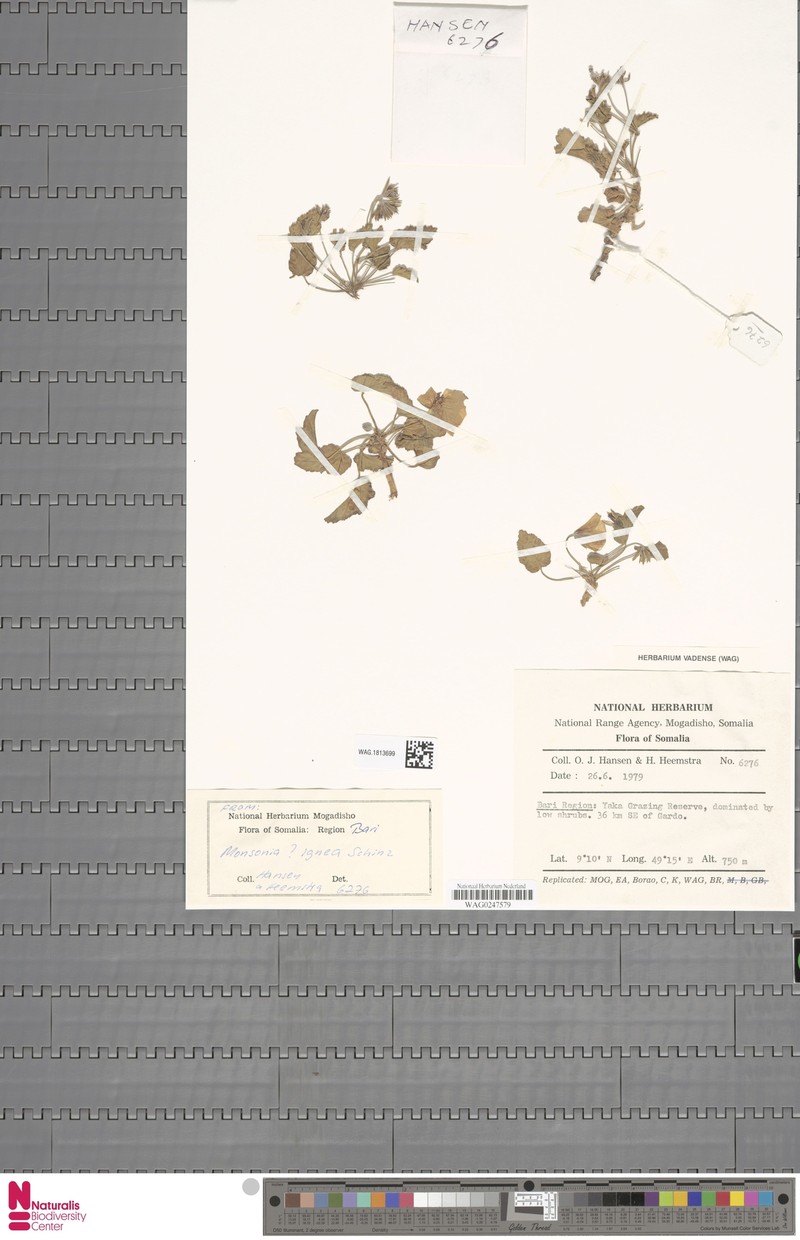 Monsonia ignea