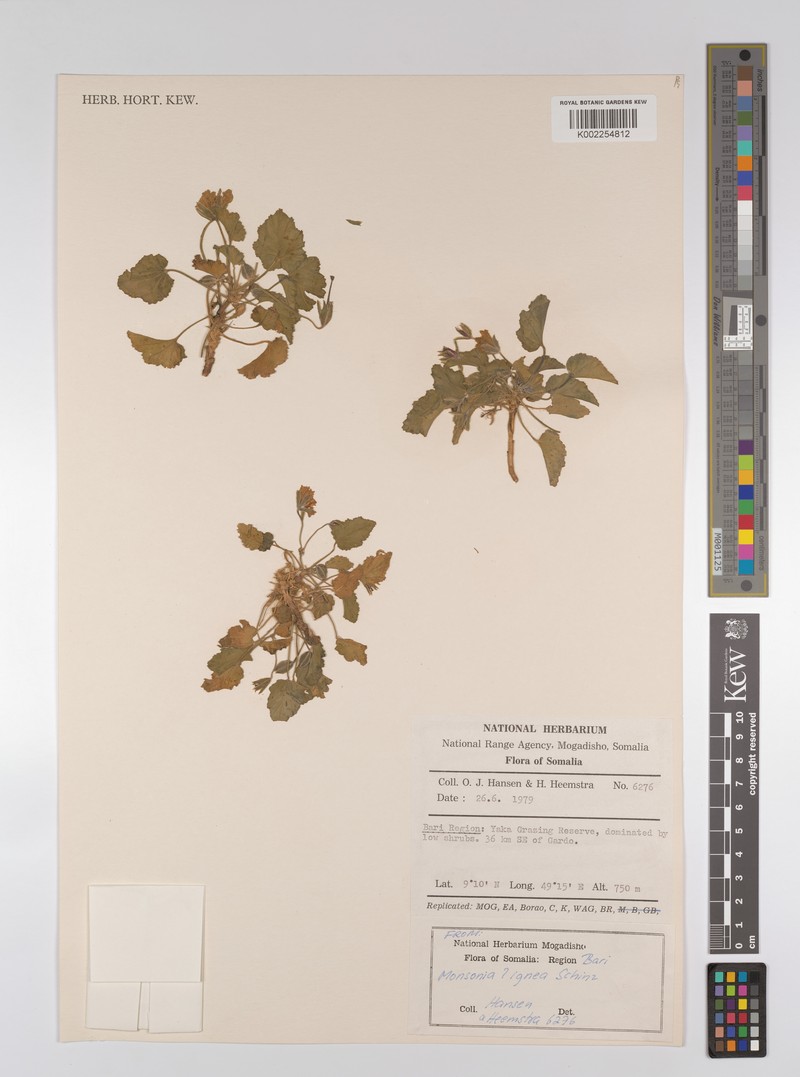Monsonia ignea photo 2