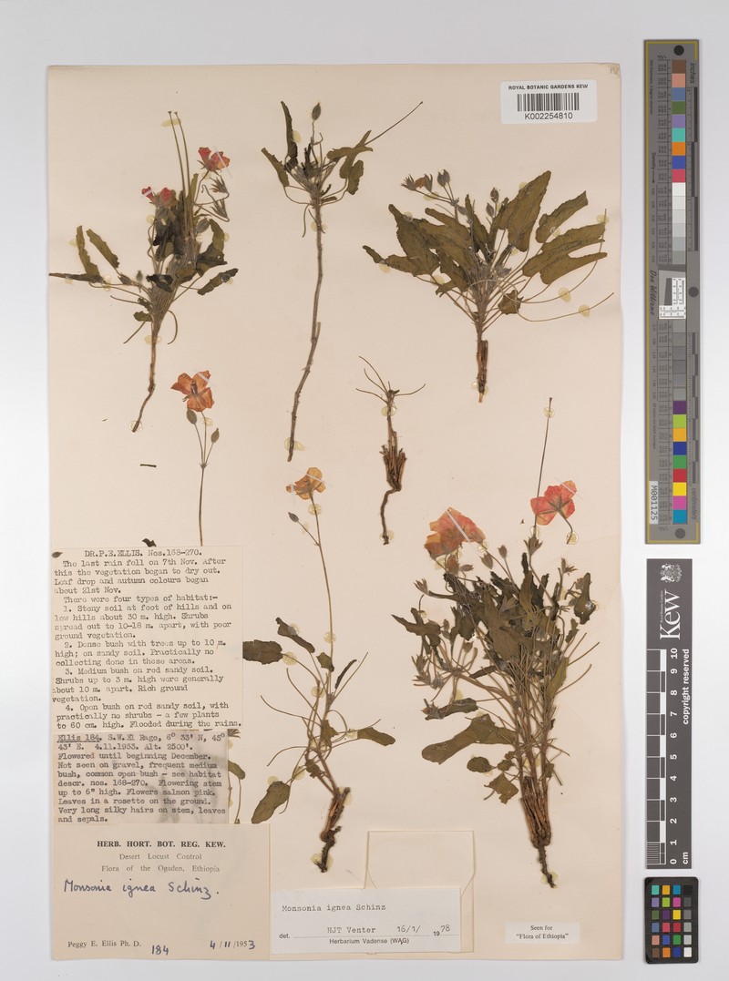 Monsonia ignea photo 3