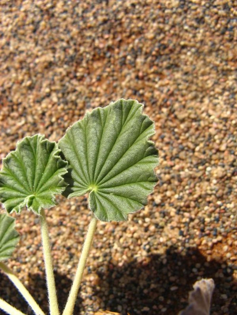 Monsonia ignorata photo 6
