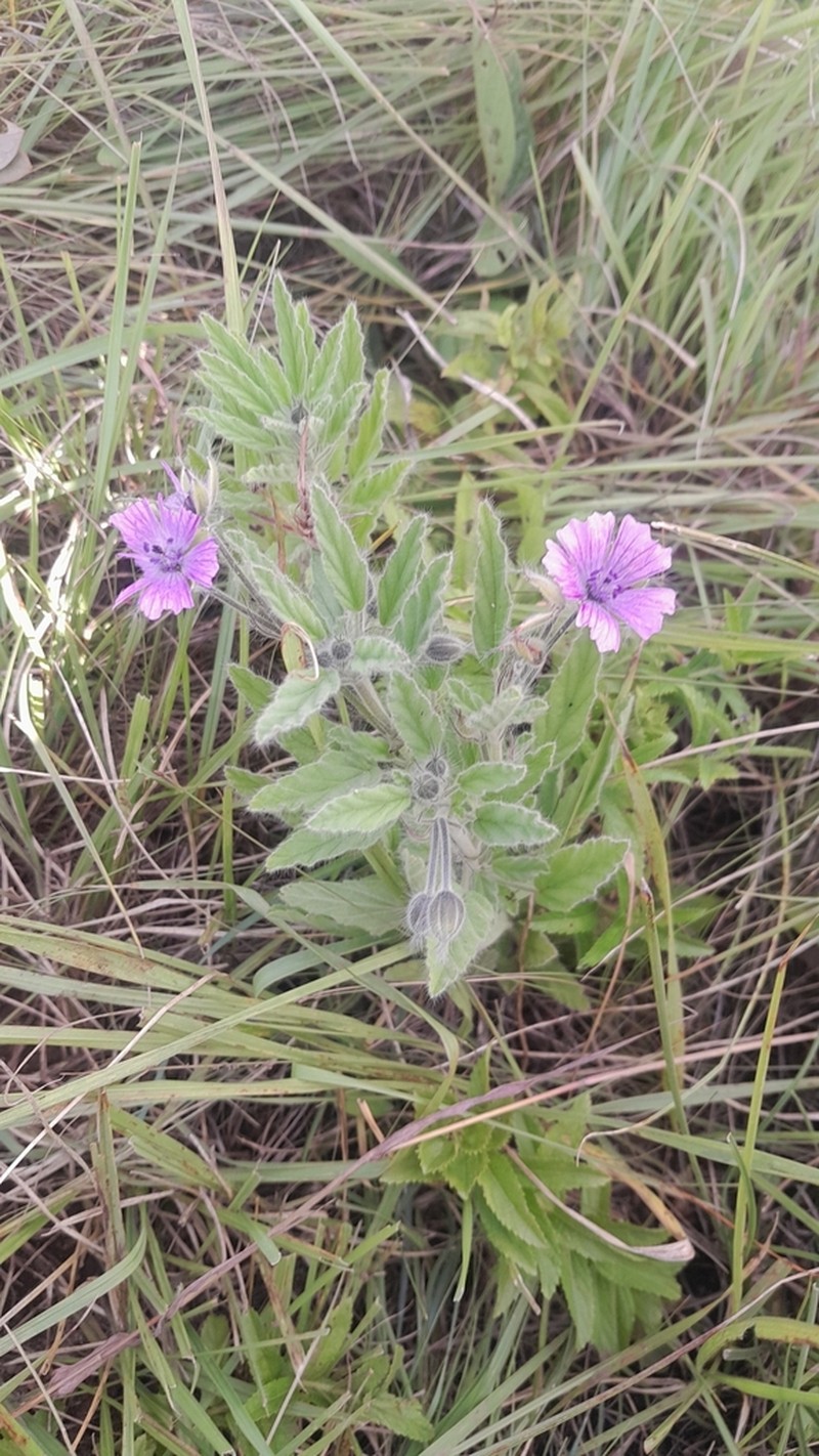 Monsonia lanuginosa