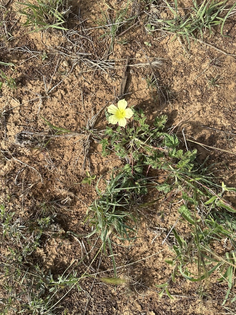 Monsonia longipes