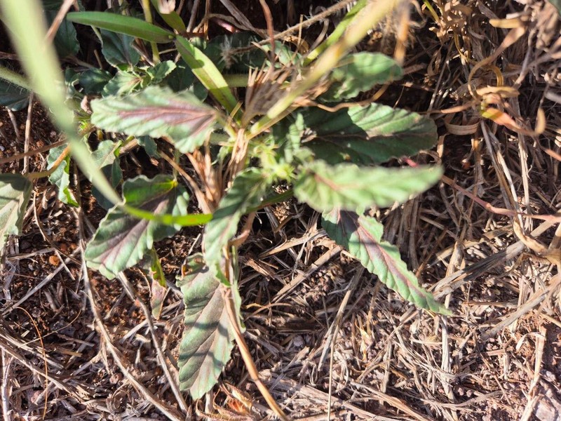 Monsonia longipes photo 3