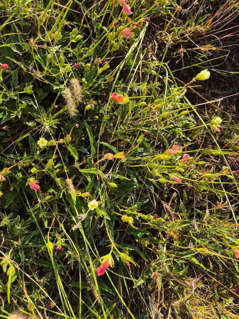 Monsonia longipes photo 4