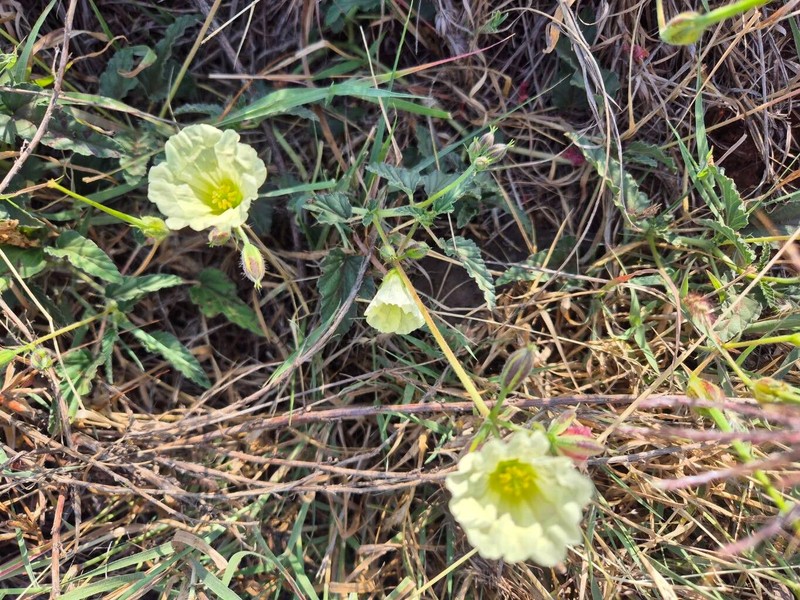 Monsonia longipes photo 5