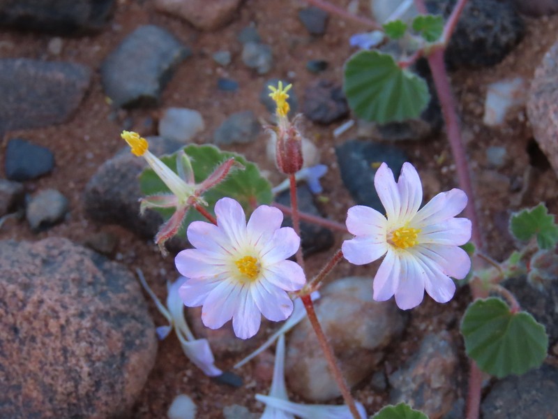 Monsonia luederitziana