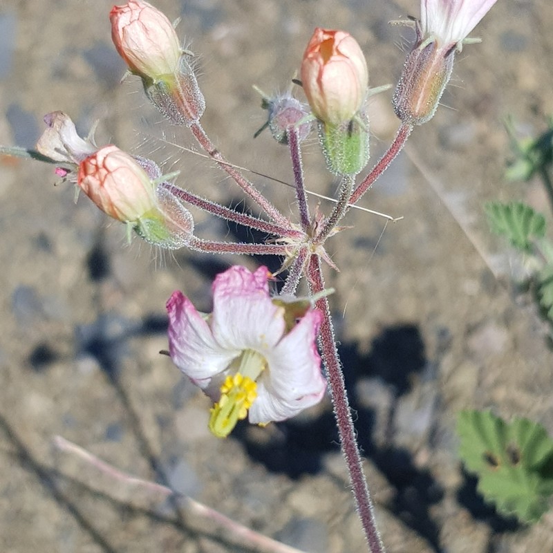 Monsonia luederitziana photo 2