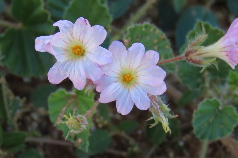 Monsonia luederitziana photo 3