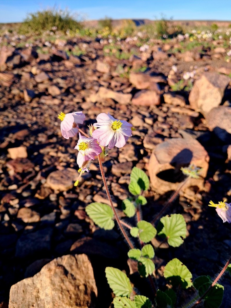 Monsonia luederitziana photo 4
