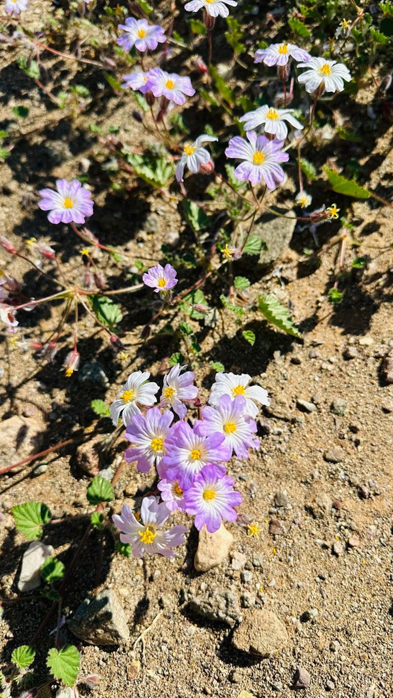 Monsonia luederitziana photo 5