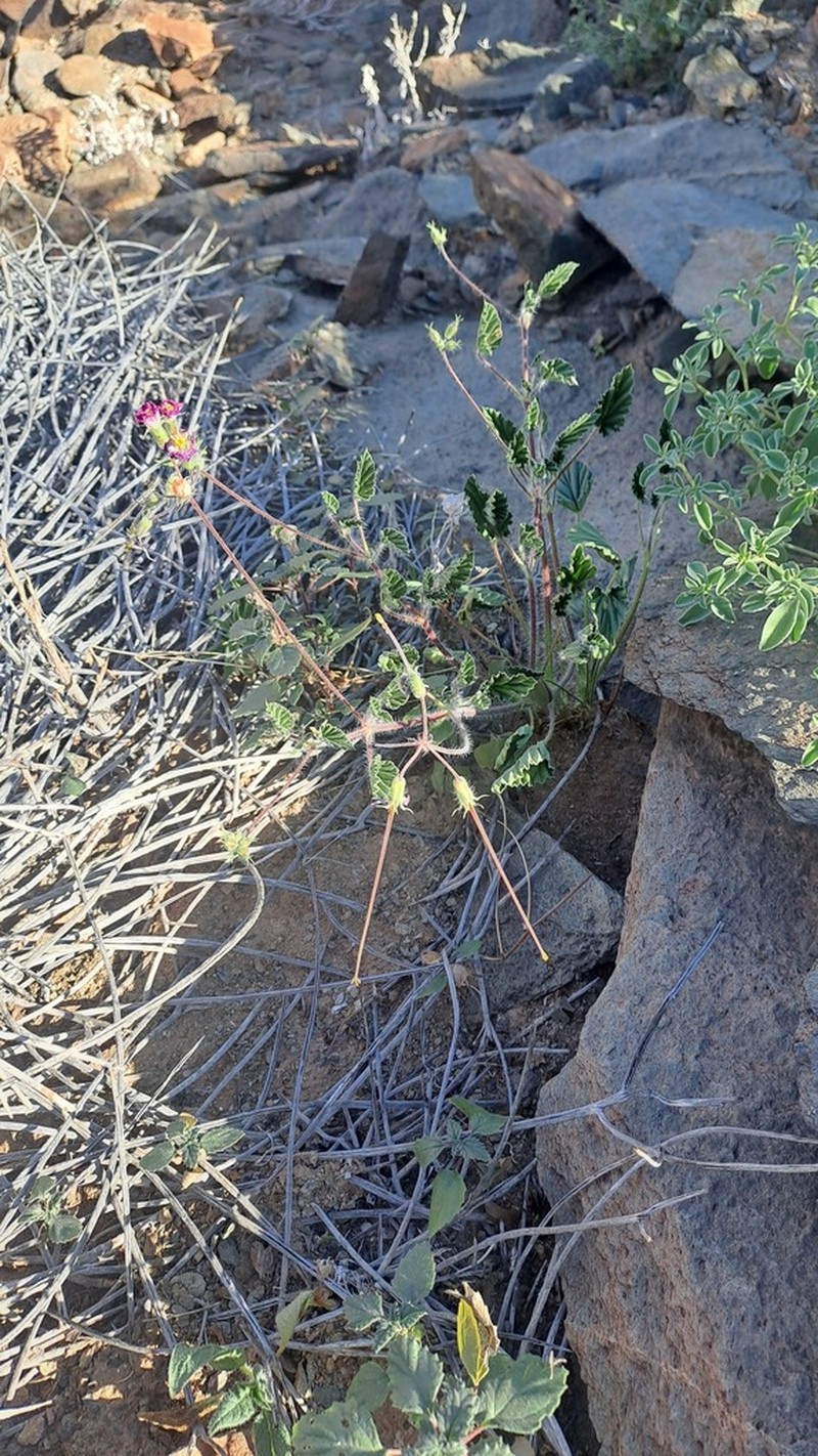 Monsonia luederitziana photo 6
