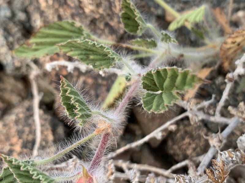 Monsonia luederitziana photo 8