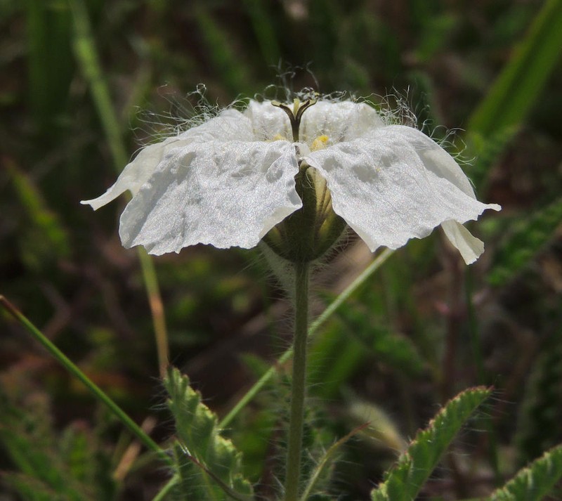Monsonia natalensis