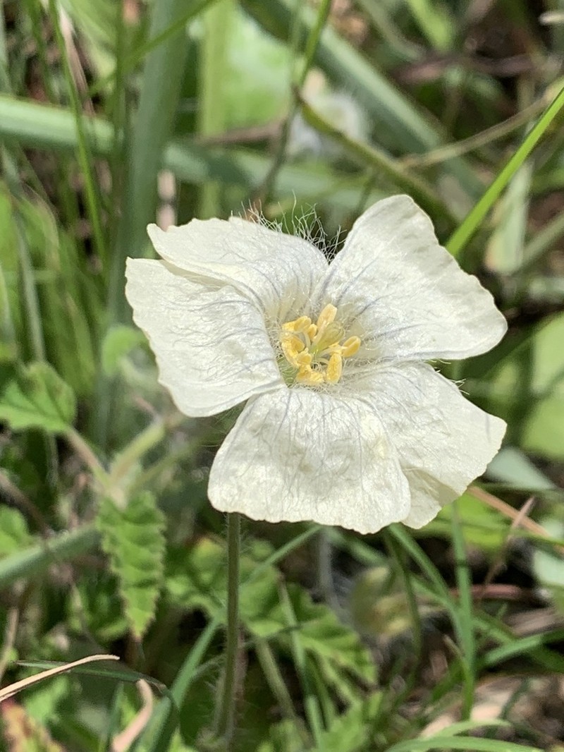 Monsonia natalensis photo 2