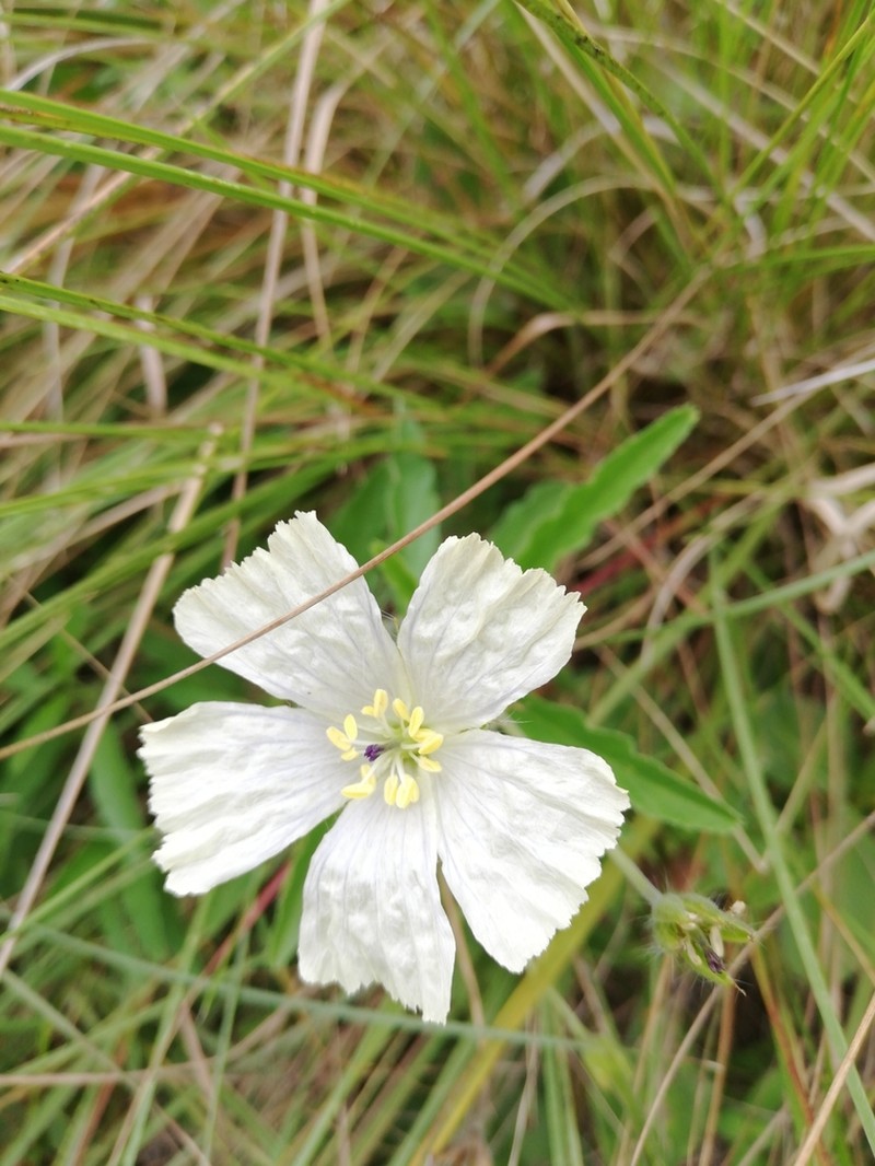 Monsonia natalensis photo 4