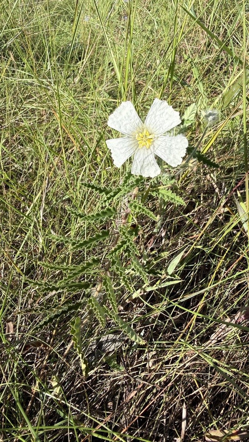 Monsonia natalensis photo 5