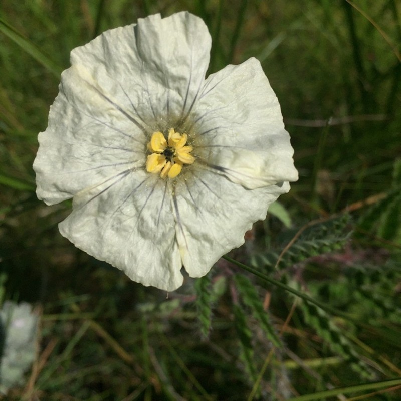 Monsonia natalensis photo 6
