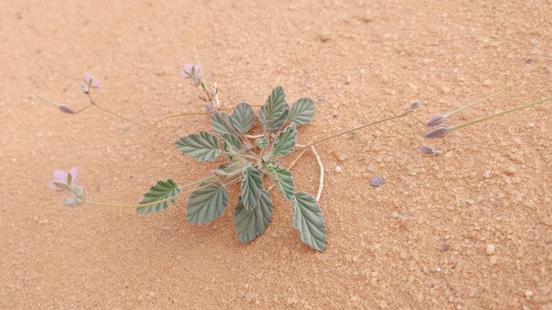 Monsonia nivea