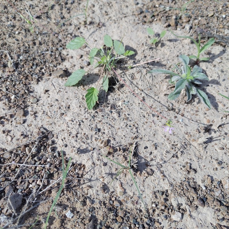 Monsonia nivea photo 2