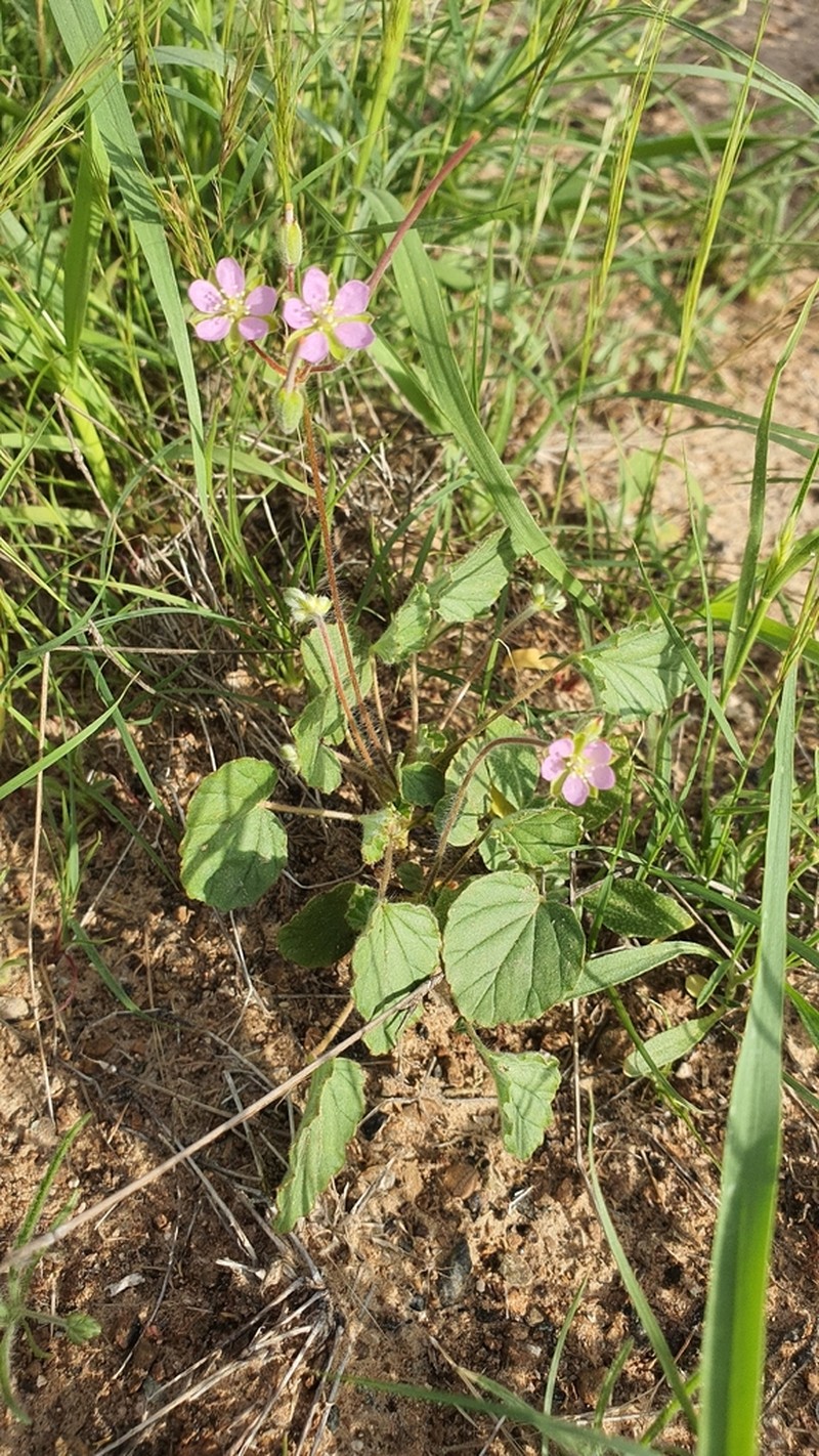 Monsonia nivea photo 3