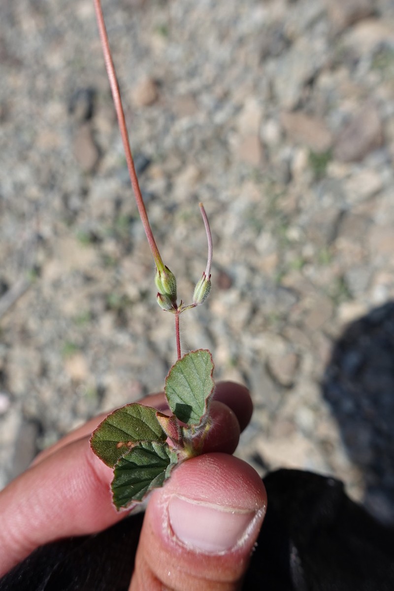 Monsonia nivea photo 5