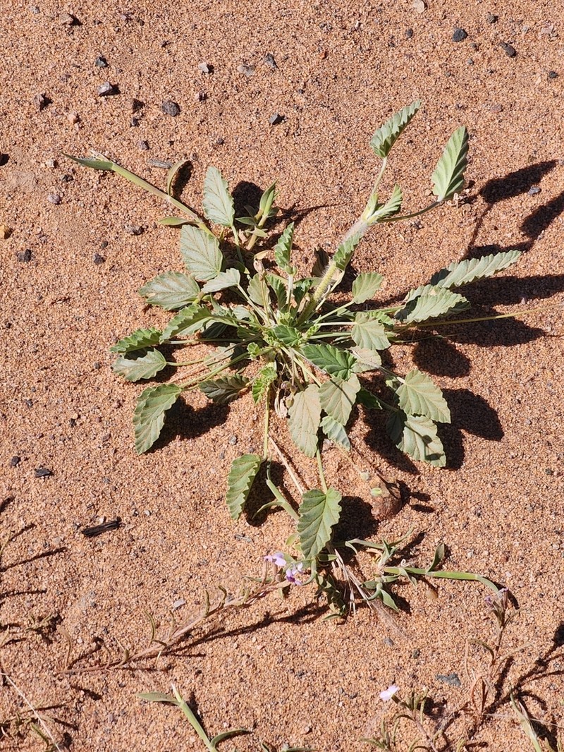 Monsonia nivea photo 6