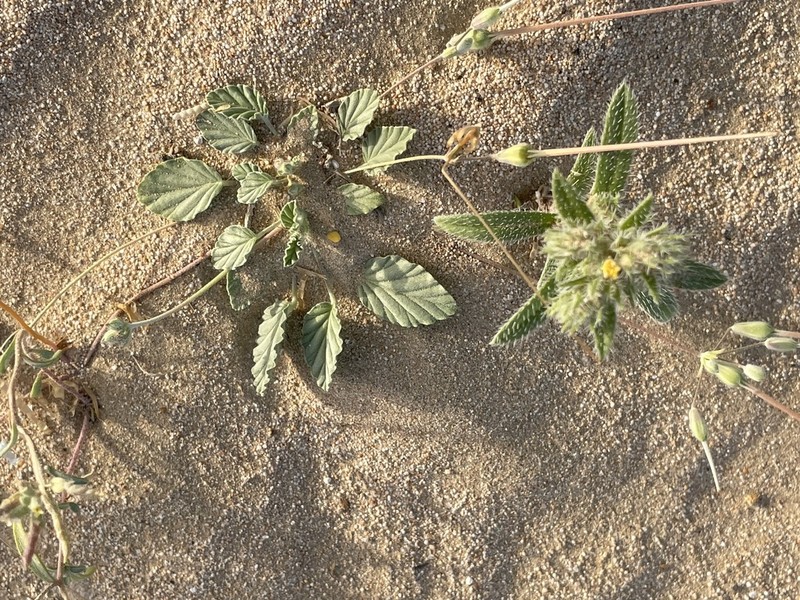 Monsonia nivea photo 8