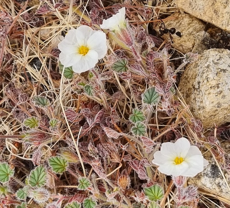Monsonia parvifolia