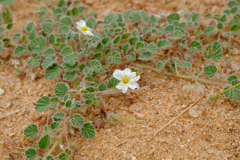 Monsonia parvifolia photo 2