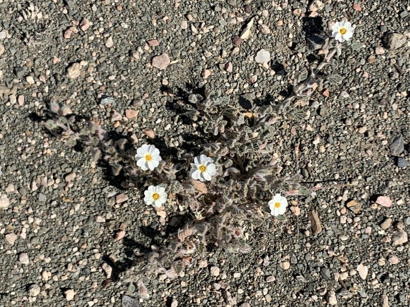 Monsonia parvifolia photo 3