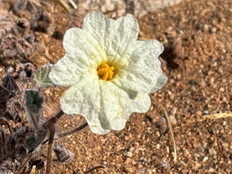 Monsonia parvifolia photo 4