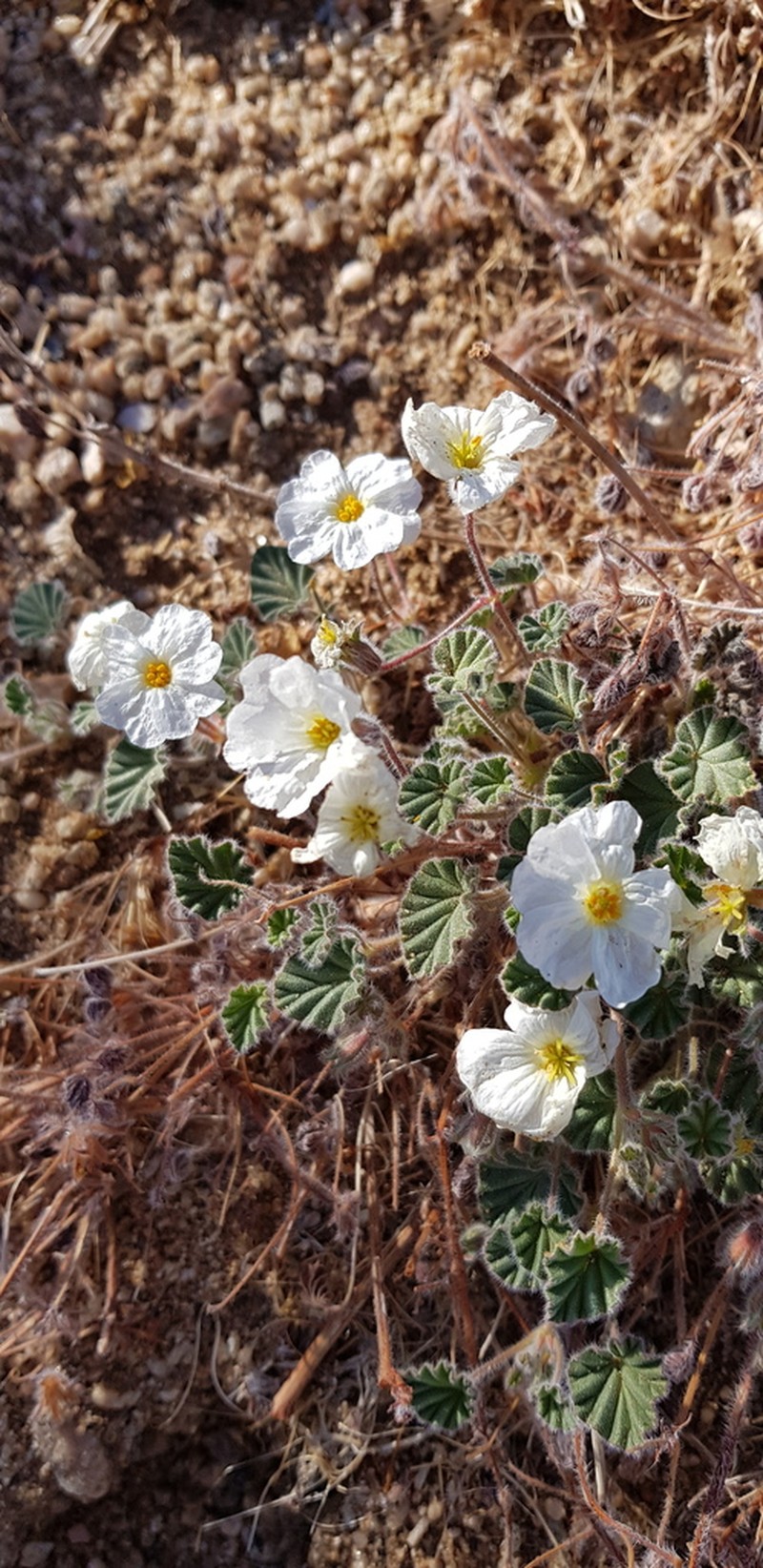 Monsonia parvifolia photo 5