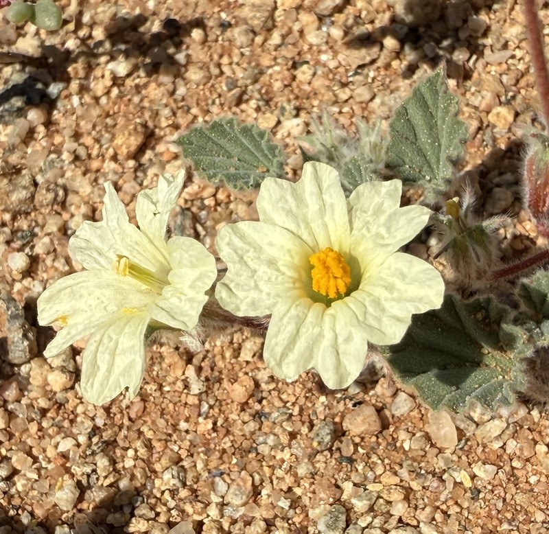 Monsonia parvifolia photo 7