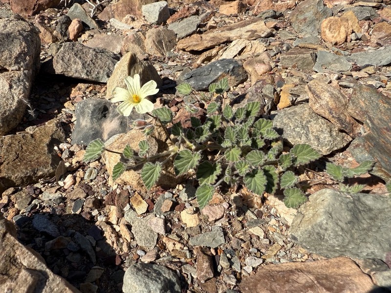 Monsonia parvifolia photo 8