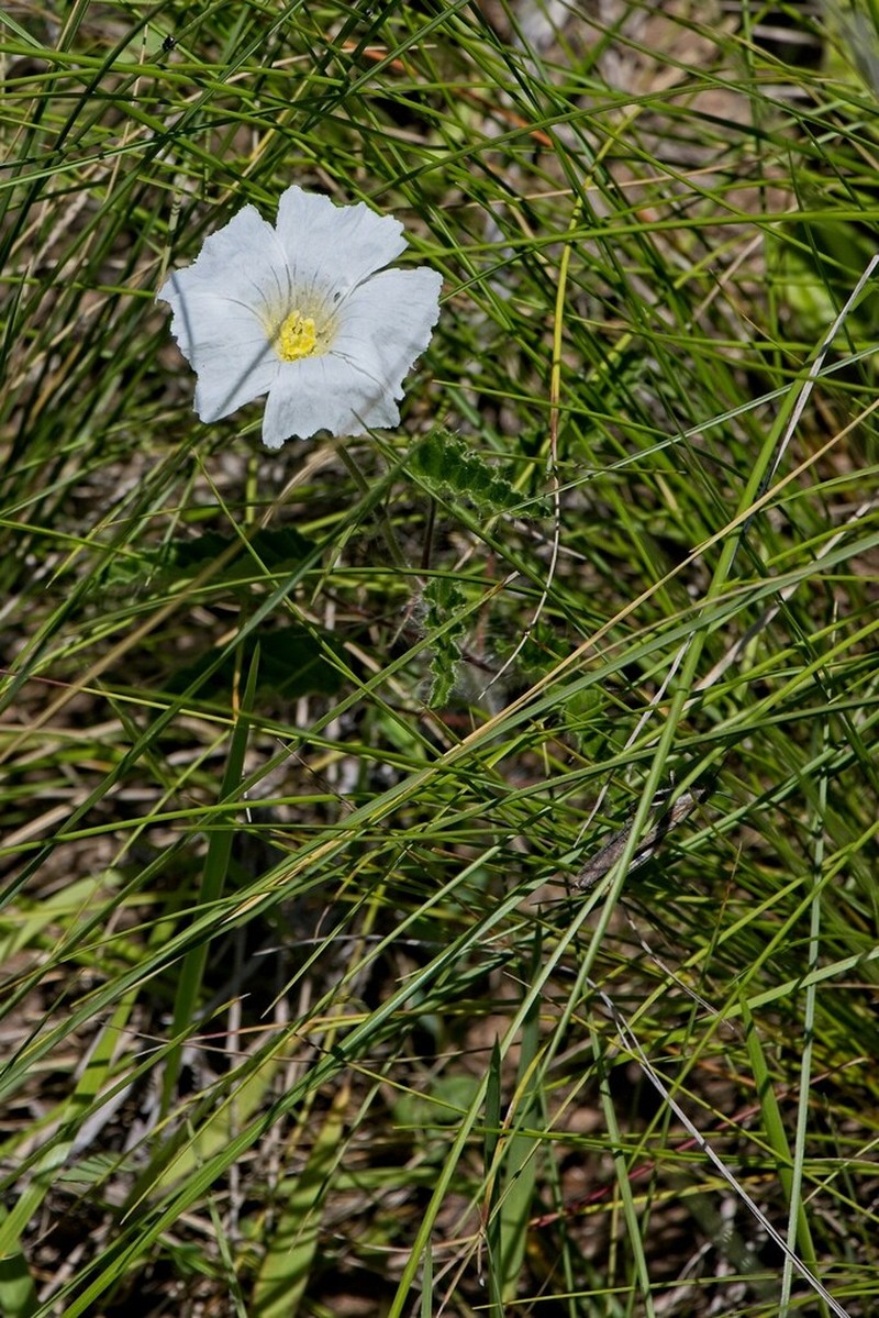 Monsonia praemorsa