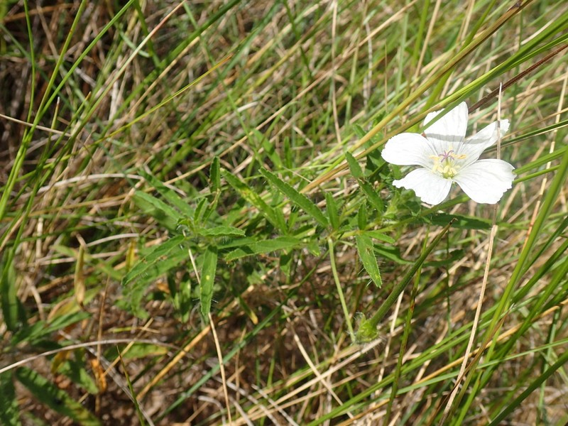 Monsonia praemorsa photo 2