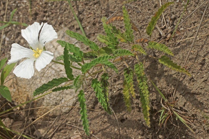 Monsonia praemorsa photo 3