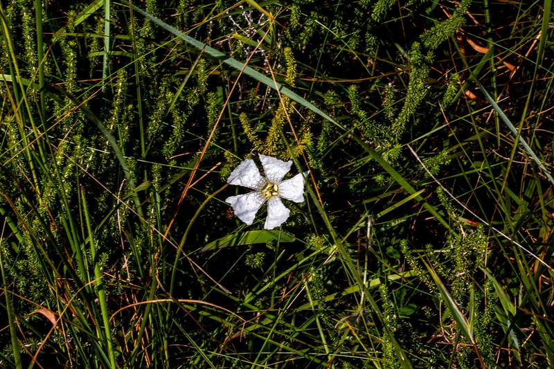 Monsonia praemorsa photo 4