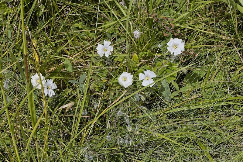 Monsonia praemorsa photo 5