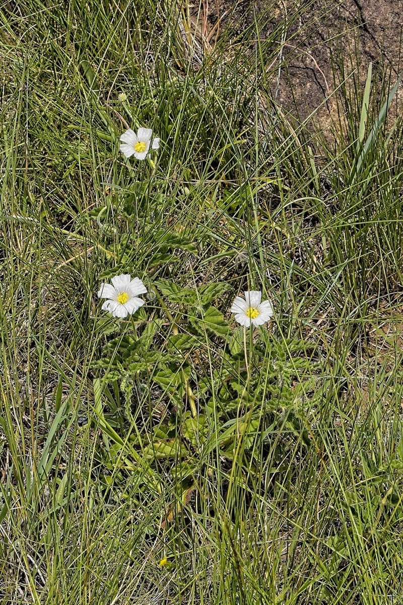 Monsonia praemorsa photo 7